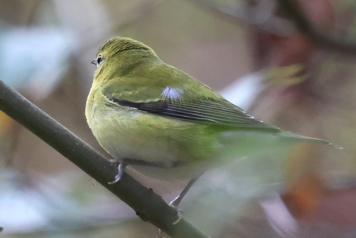 Tennessee Warbler - ML642720569