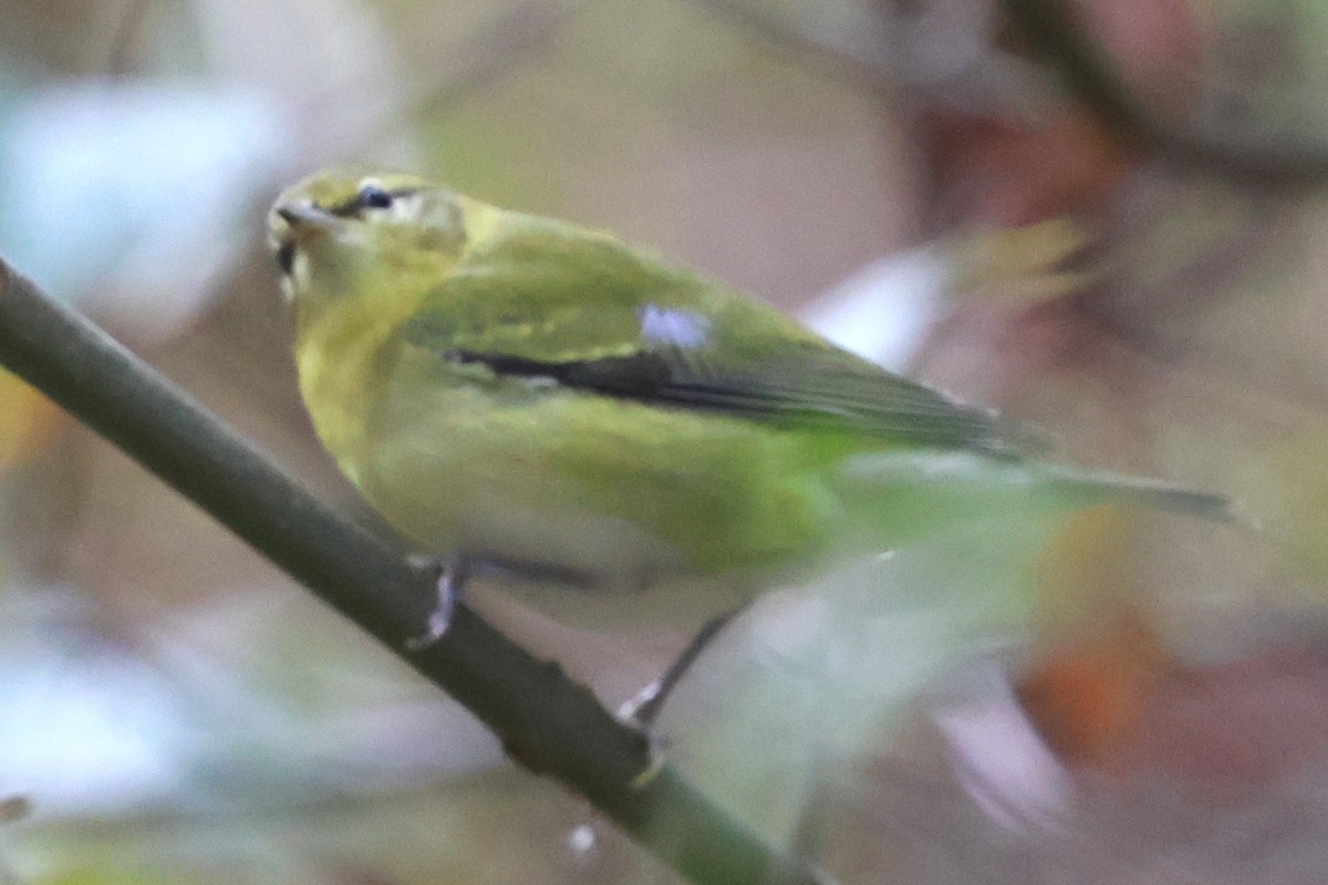 Tennessee Warbler - ML642720570