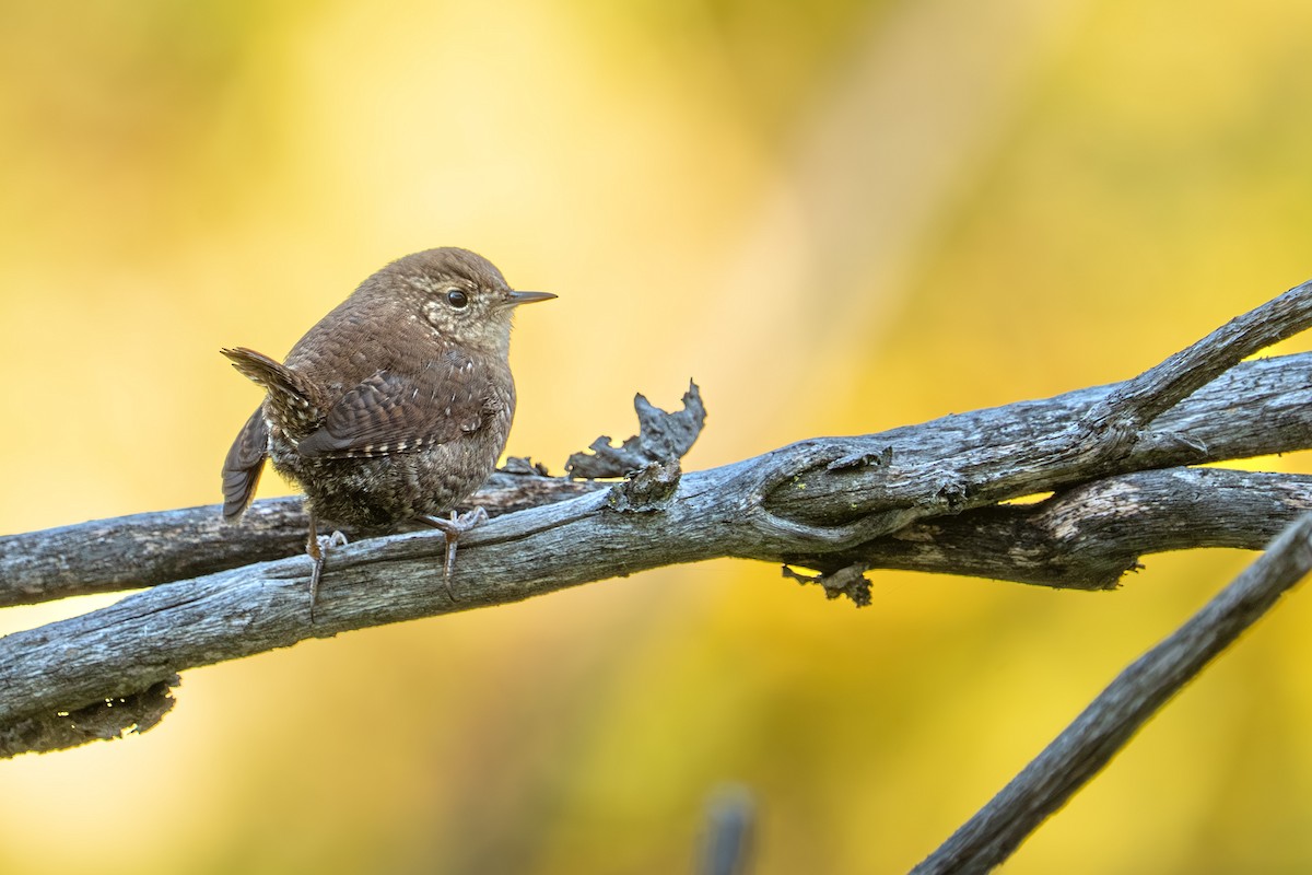 Winter Wren - ML642720575