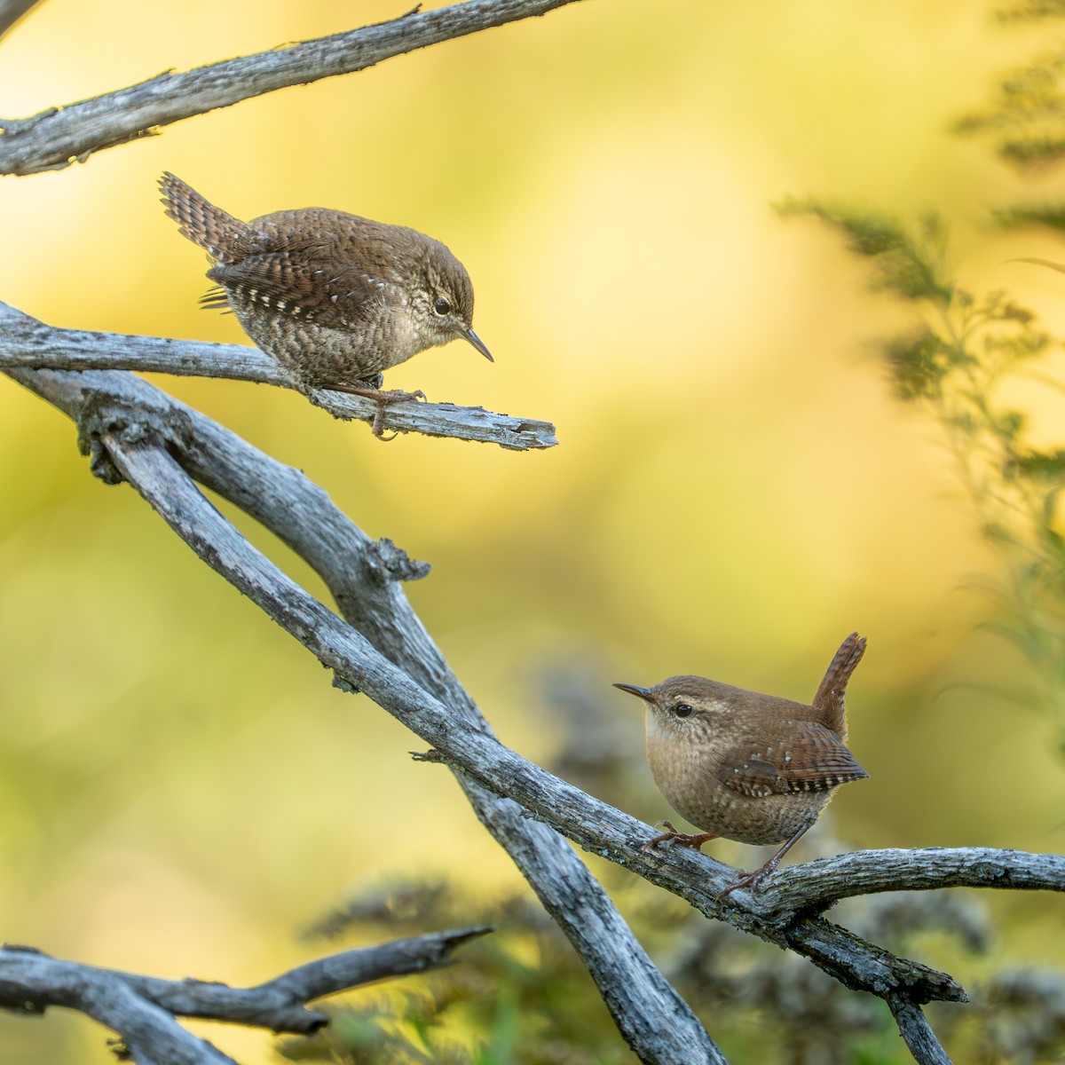 Winter Wren - ML642720576