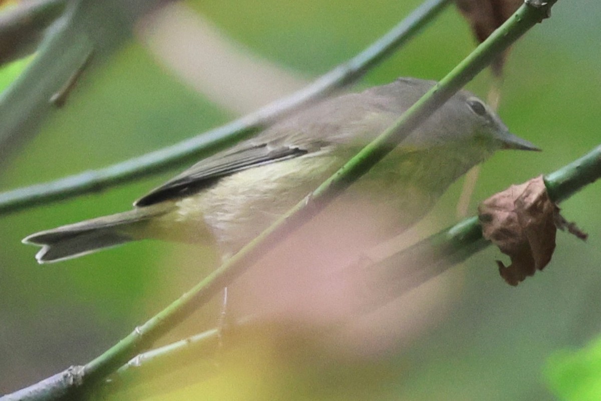 Orange-crowned Warbler - ML642720600
