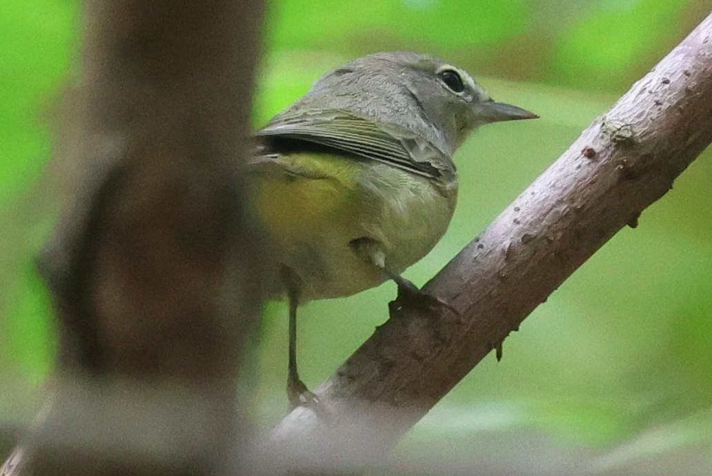 Orange-crowned Warbler - ML642720601