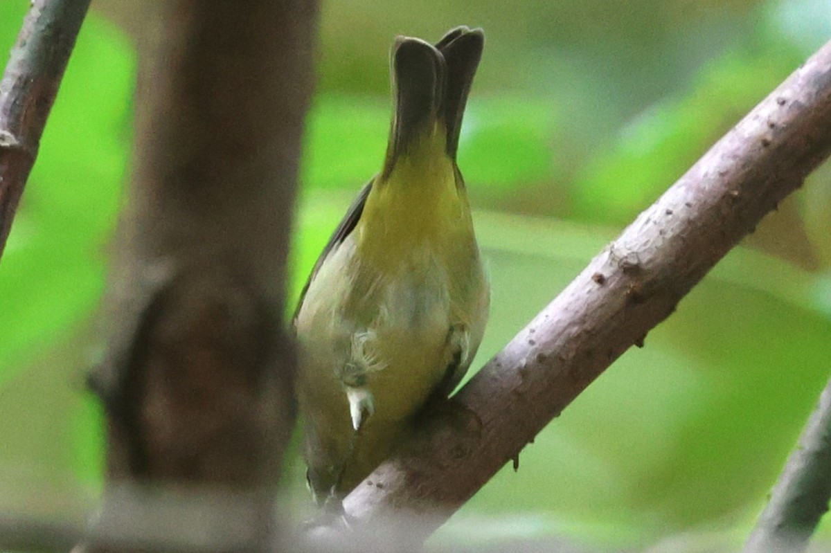 Orange-crowned Warbler - ML642720602