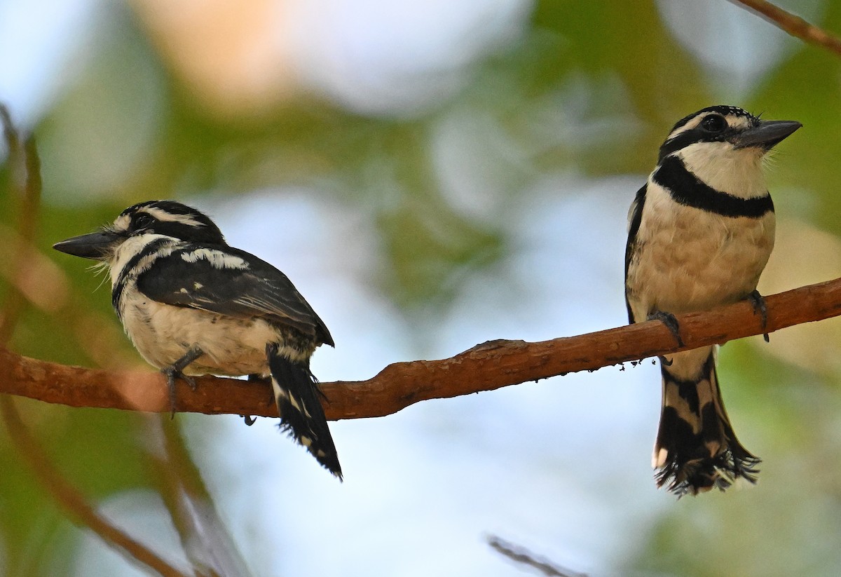 Pied Puffbird - ML642720617