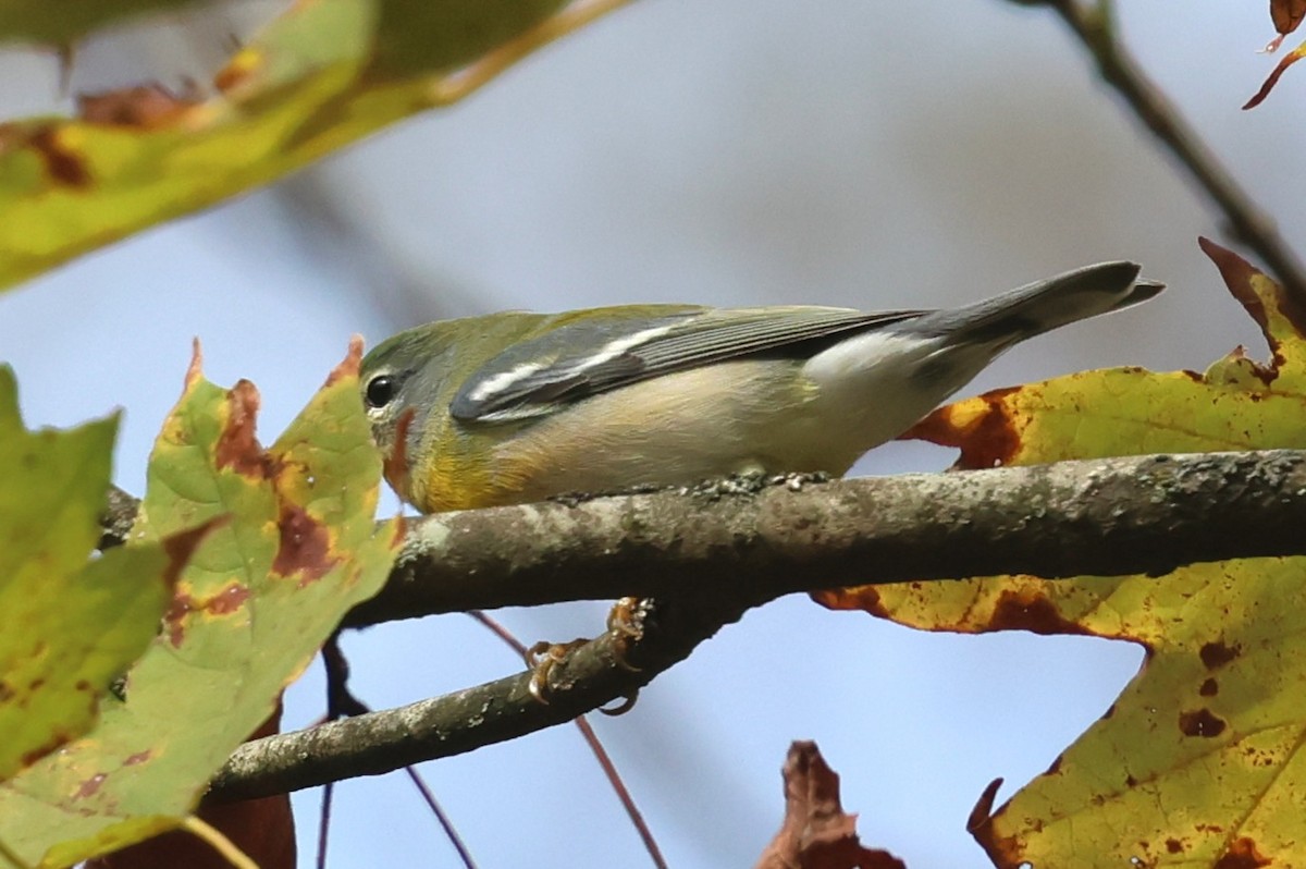 Northern Parula - ML642720632