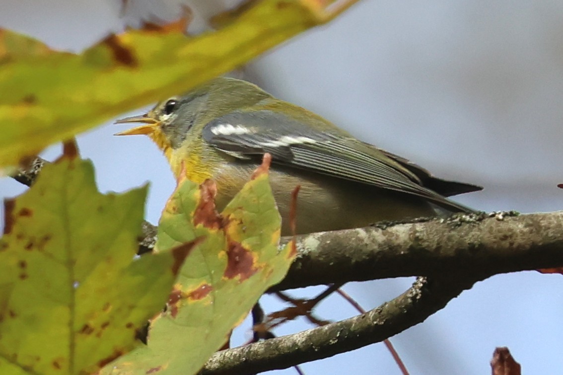 Northern Parula - ML642720633