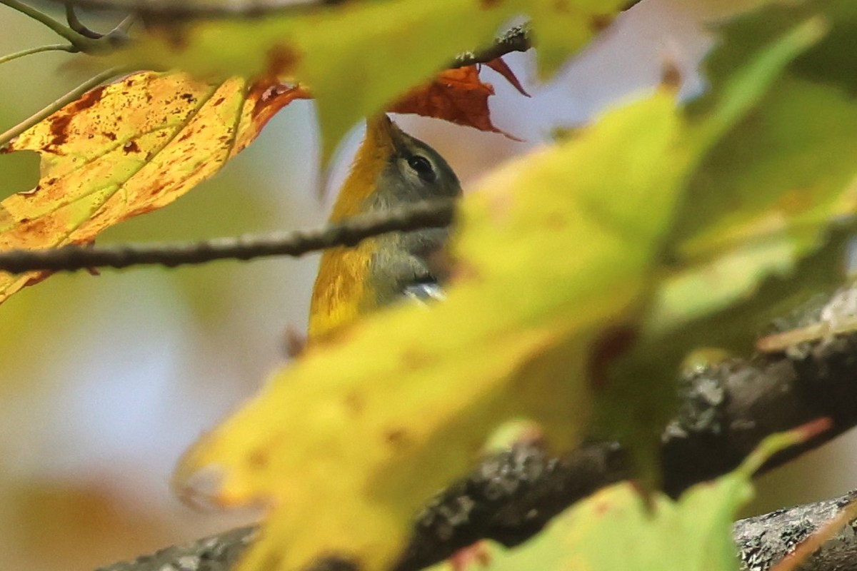 Northern Parula - ML642720634