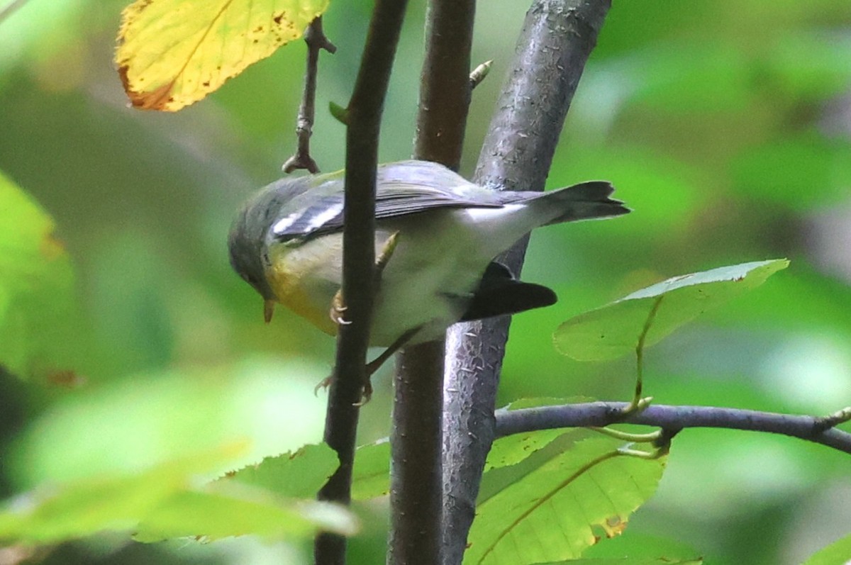 Northern Parula - ML642720635