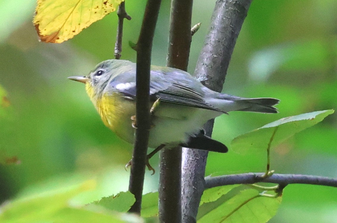 Northern Parula - ML642720636