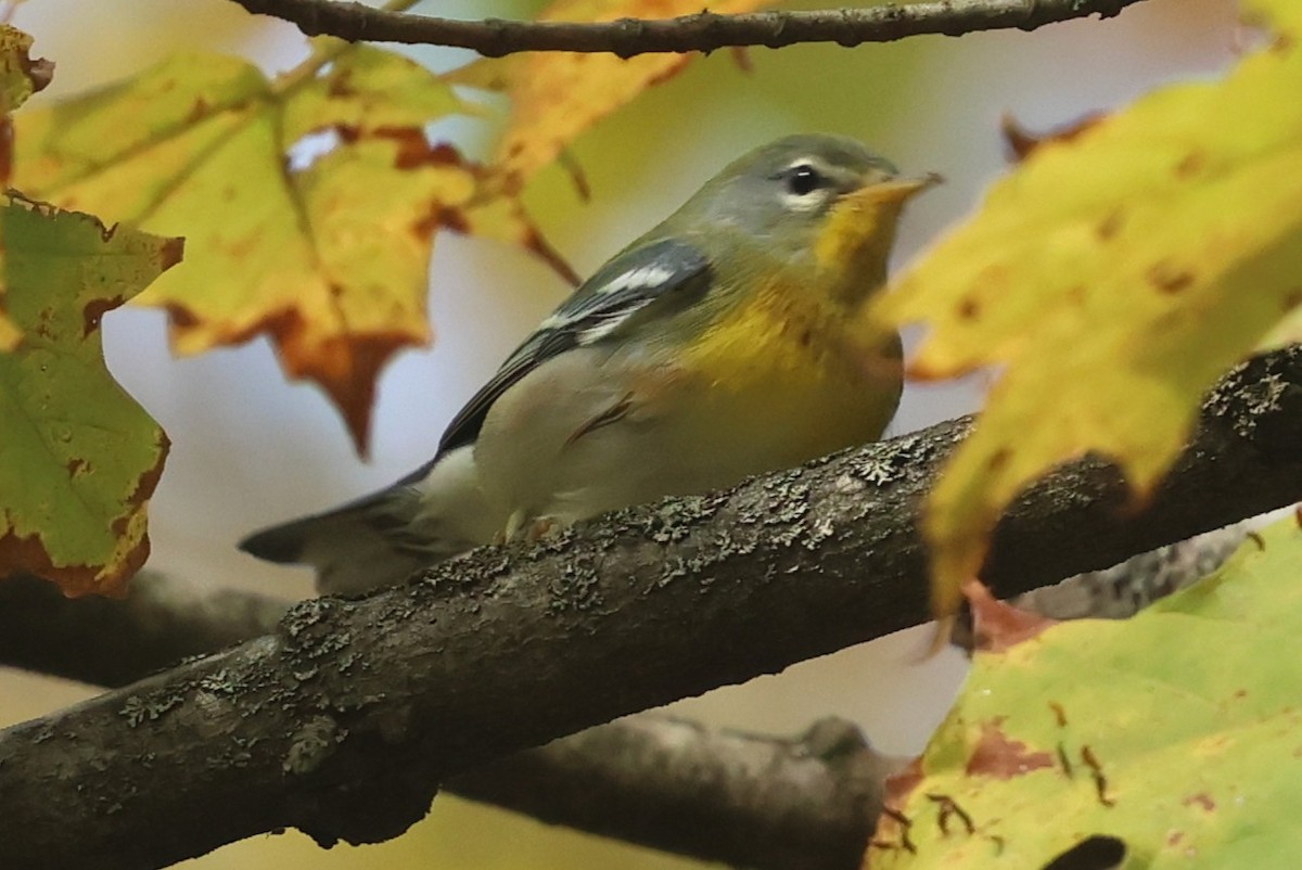 Northern Parula - ML642720637