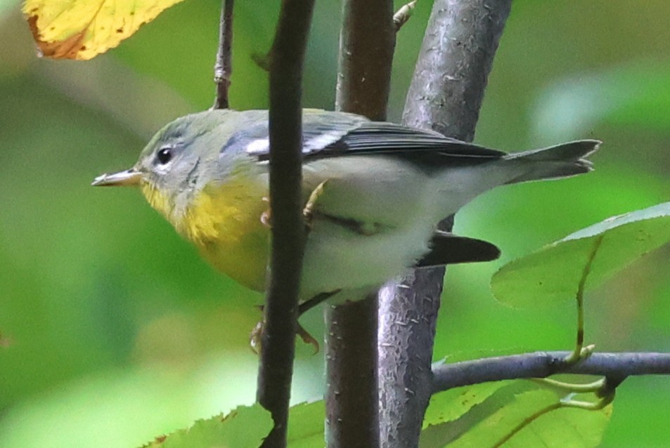 Northern Parula - ML642720638