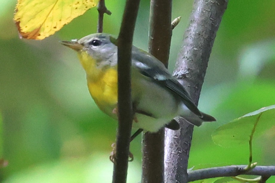 Northern Parula - ML642720639