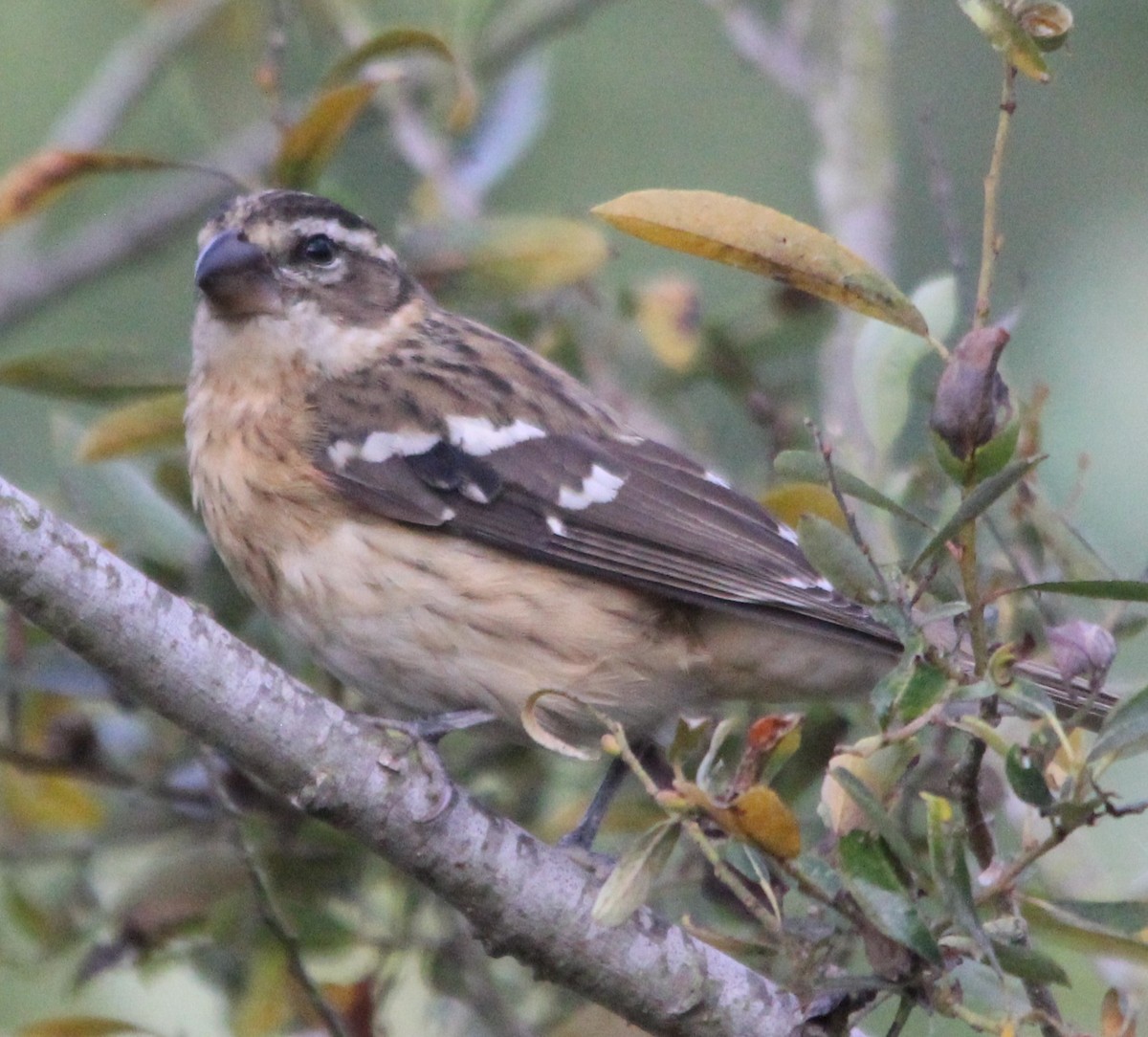 Black-headed Grosbeak - ML642720641