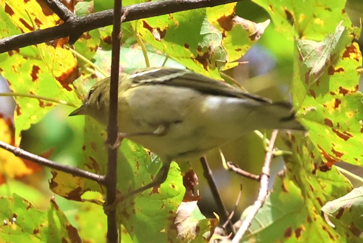 Blackpoll Warbler - ML642720653