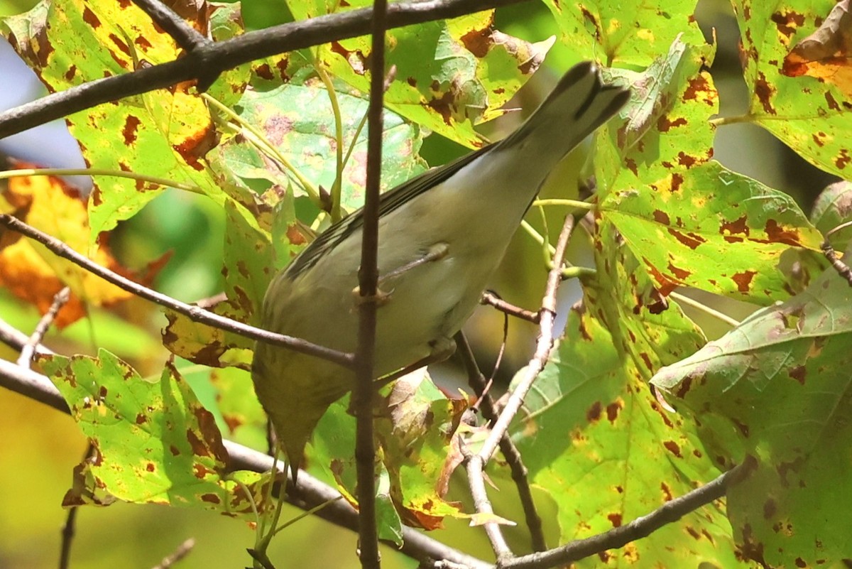 Blackpoll Warbler - ML642720654