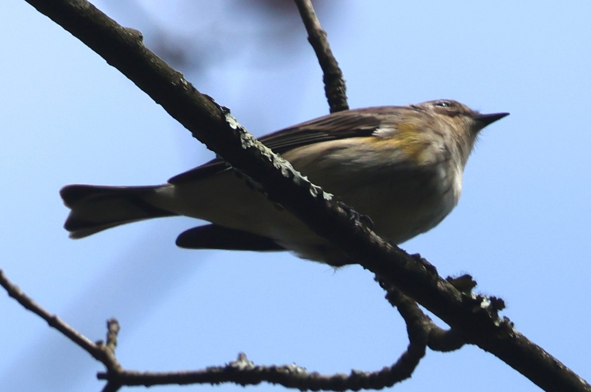 Yellow-rumped Warbler - ML642720683