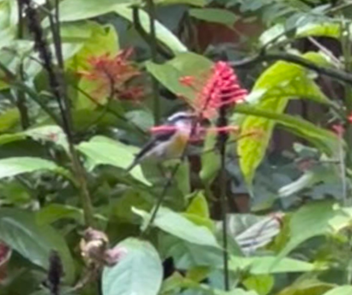 Bananaquit - ML642720699