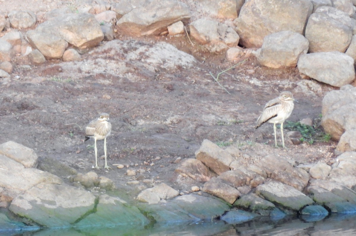 Water Thick-knee - ML642720721