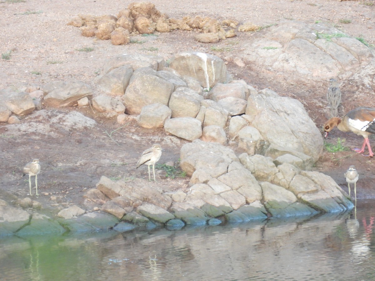 Water Thick-knee - ML642720723