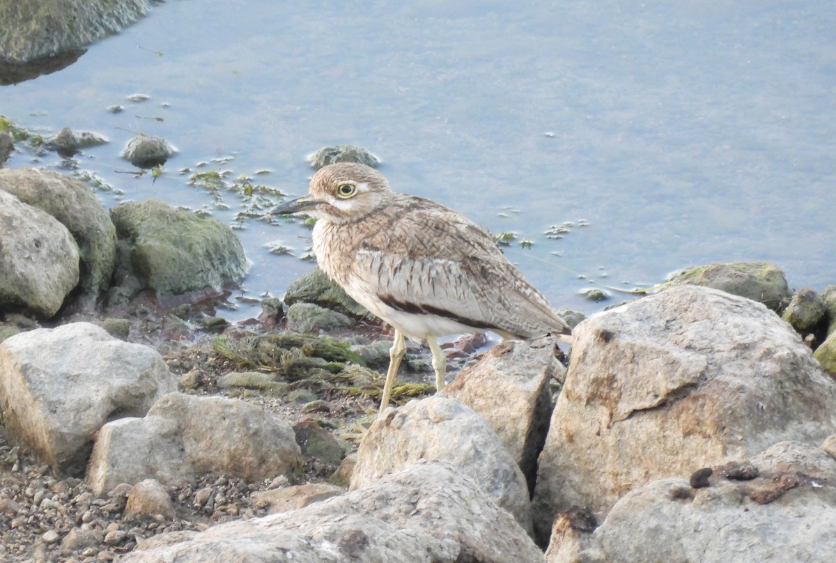 Water Thick-knee - ML642720774