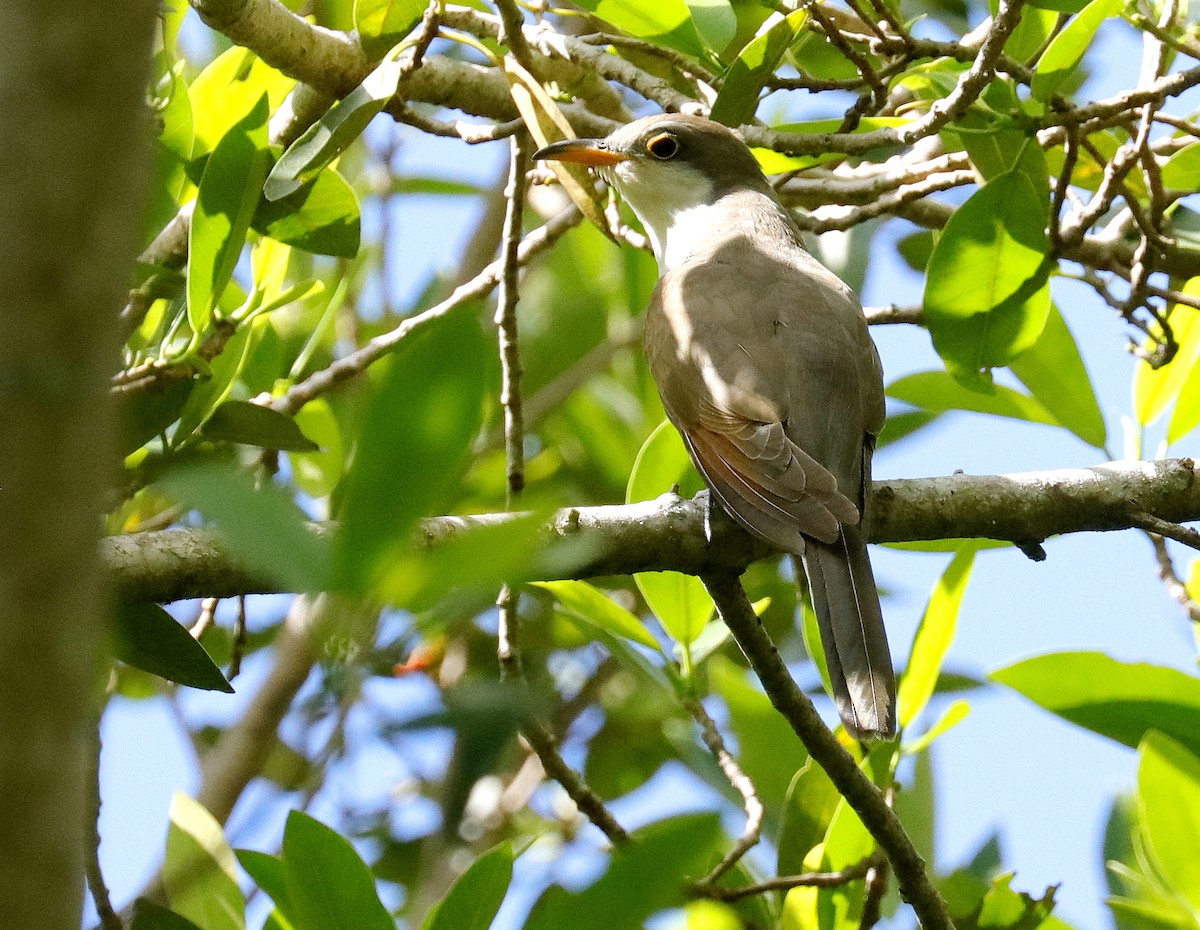 Gelbschnabelkuckuck - ML642720777