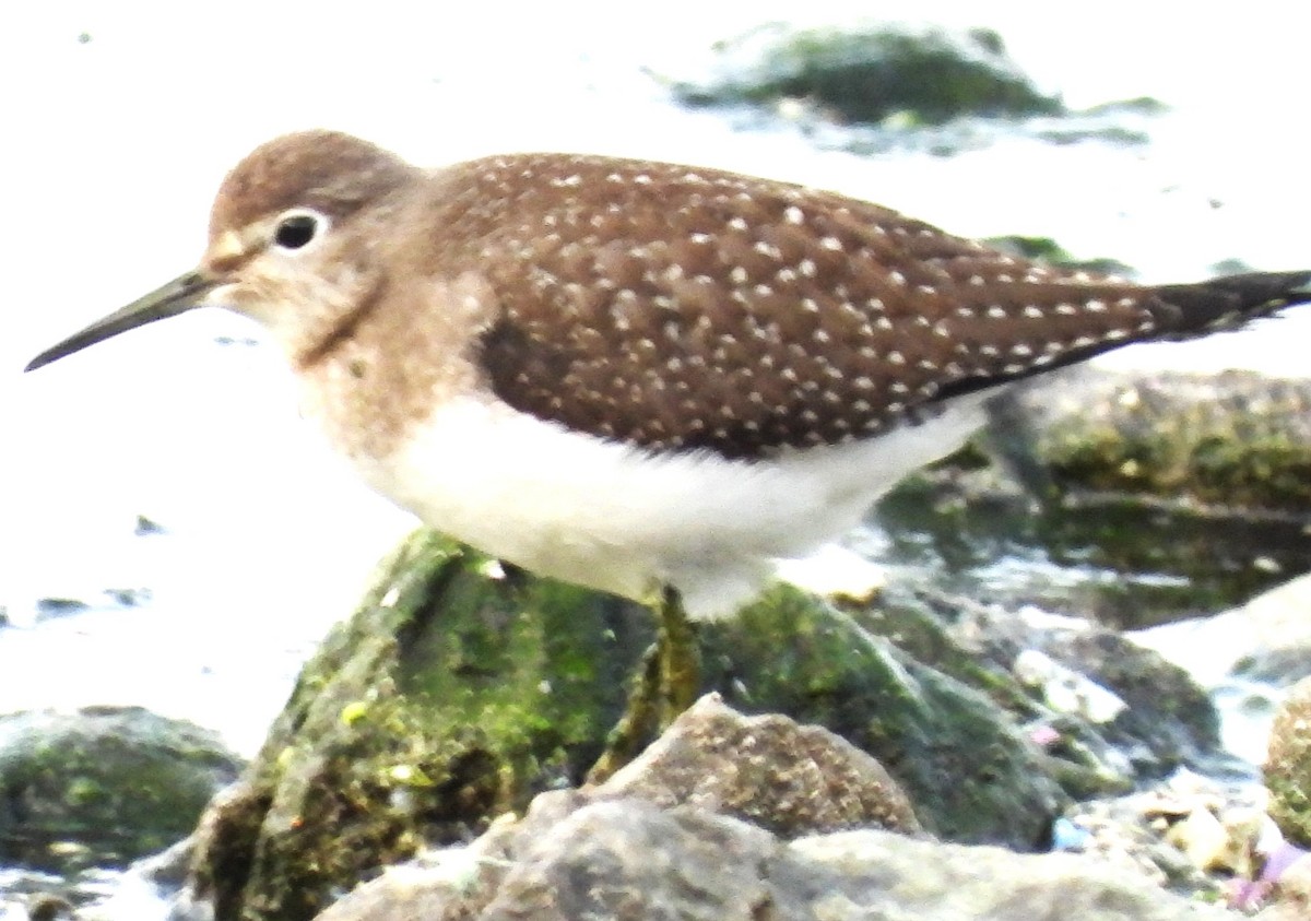 Solitary Sandpiper - ML642720778