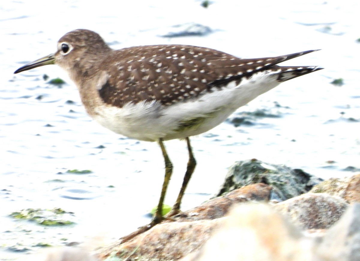 Solitary Sandpiper - ML642720782