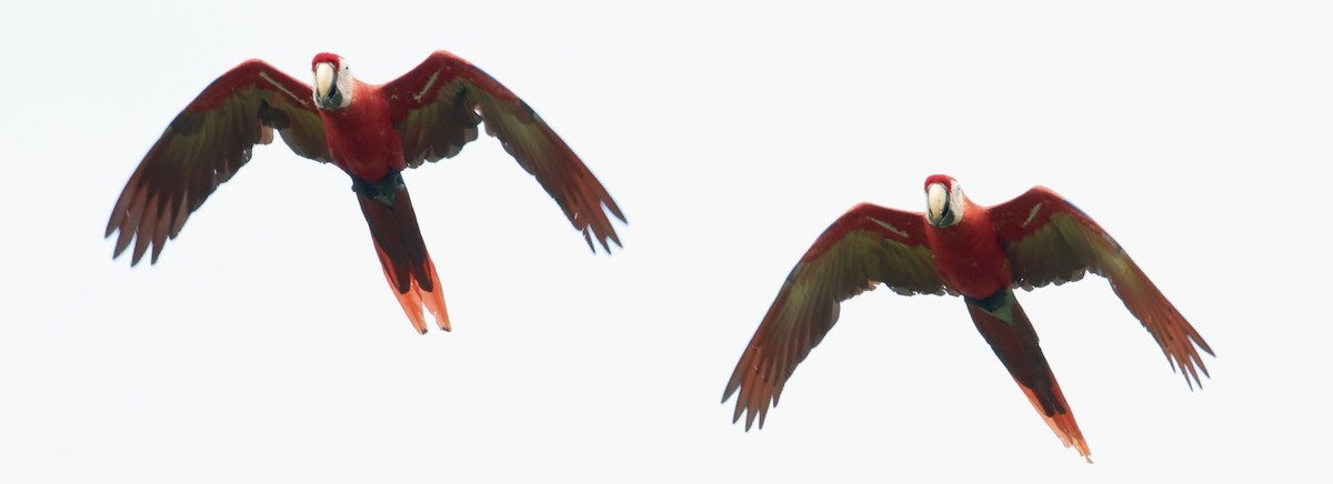 Scarlet Macaw - ML642720805