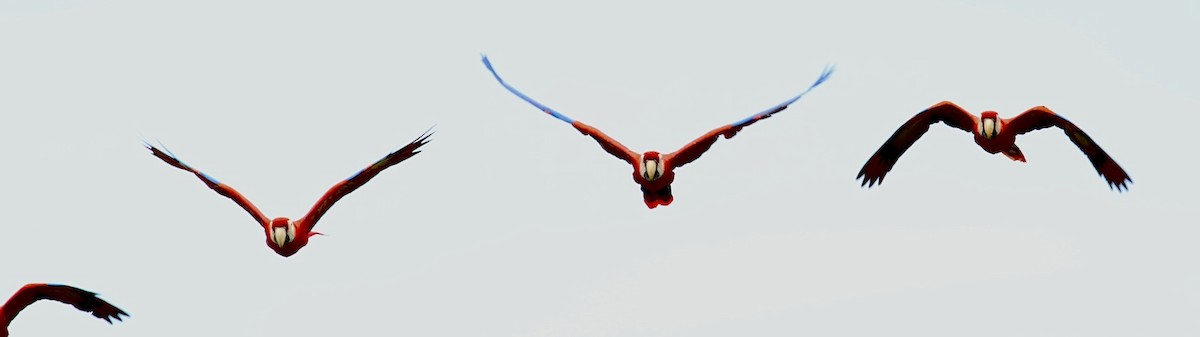 Scarlet Macaw - ML642720806