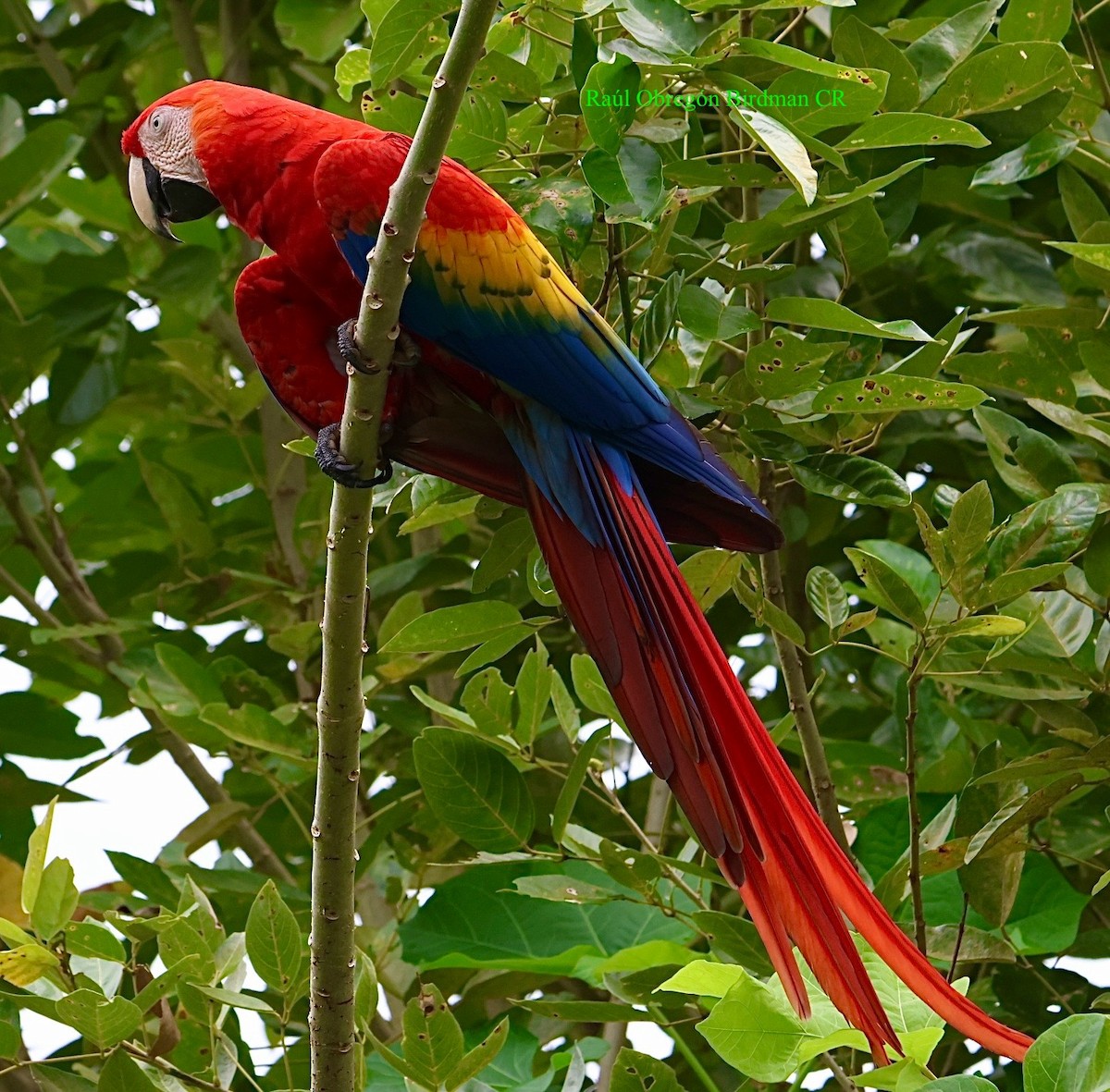 Scarlet Macaw - ML642720807