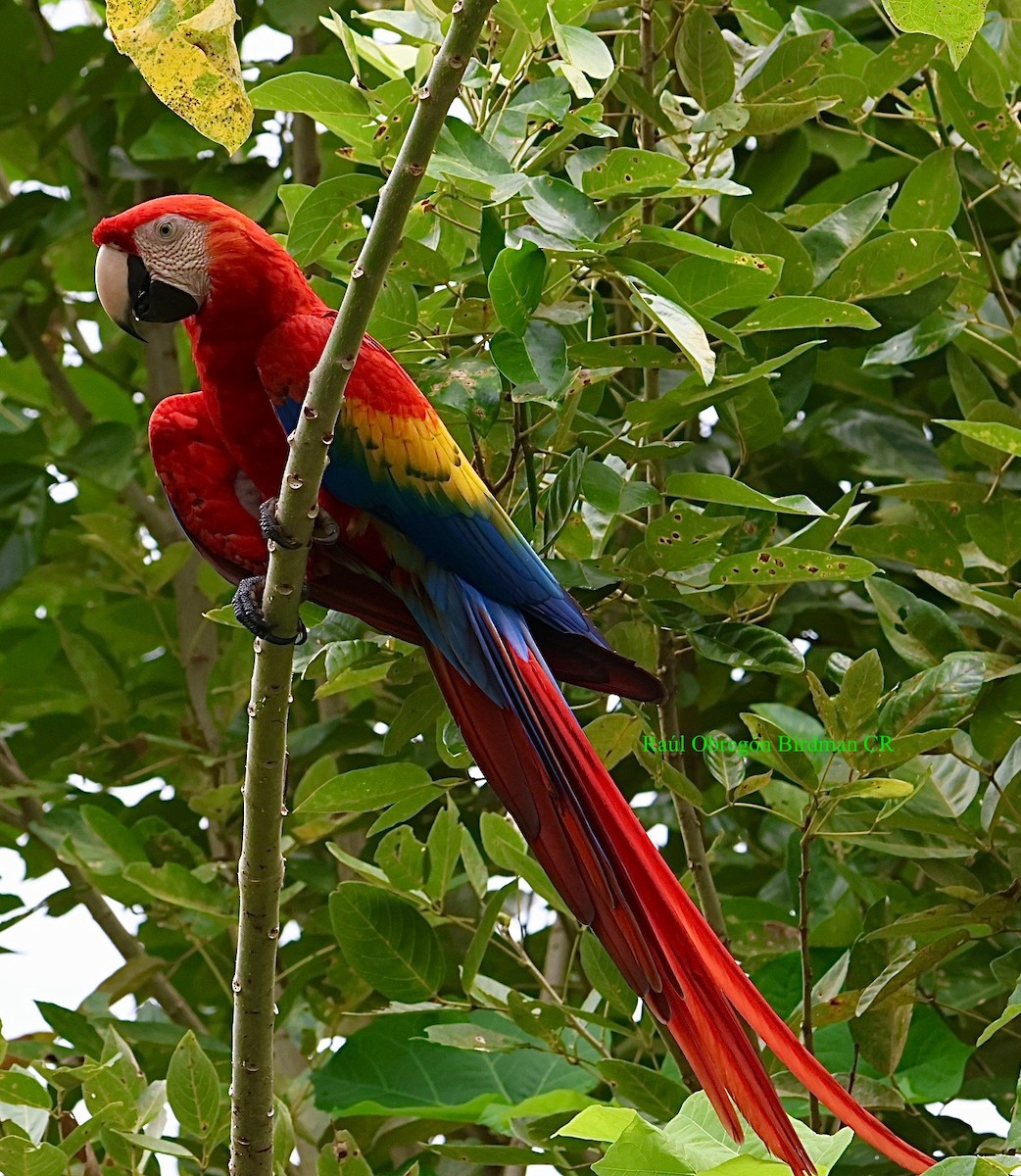 Scarlet Macaw - ML642720808