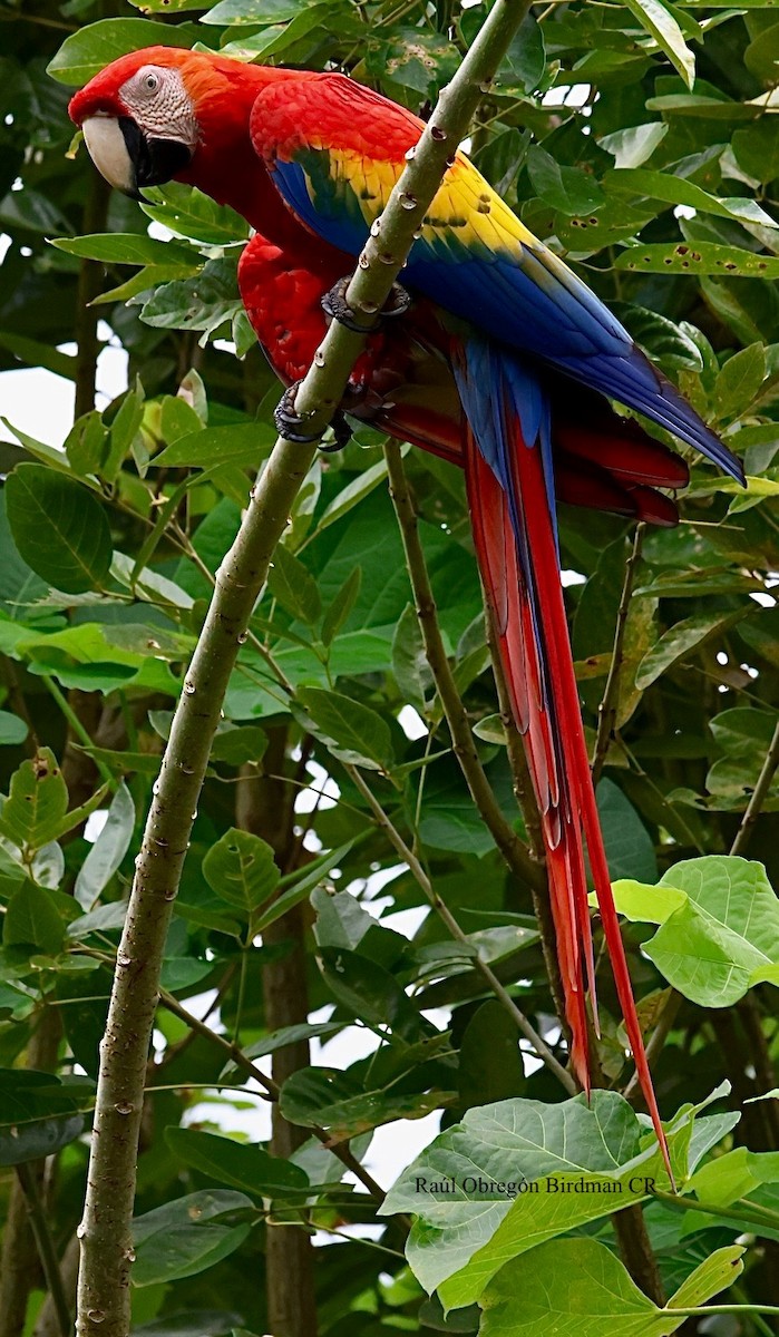 Scarlet Macaw - ML642720809