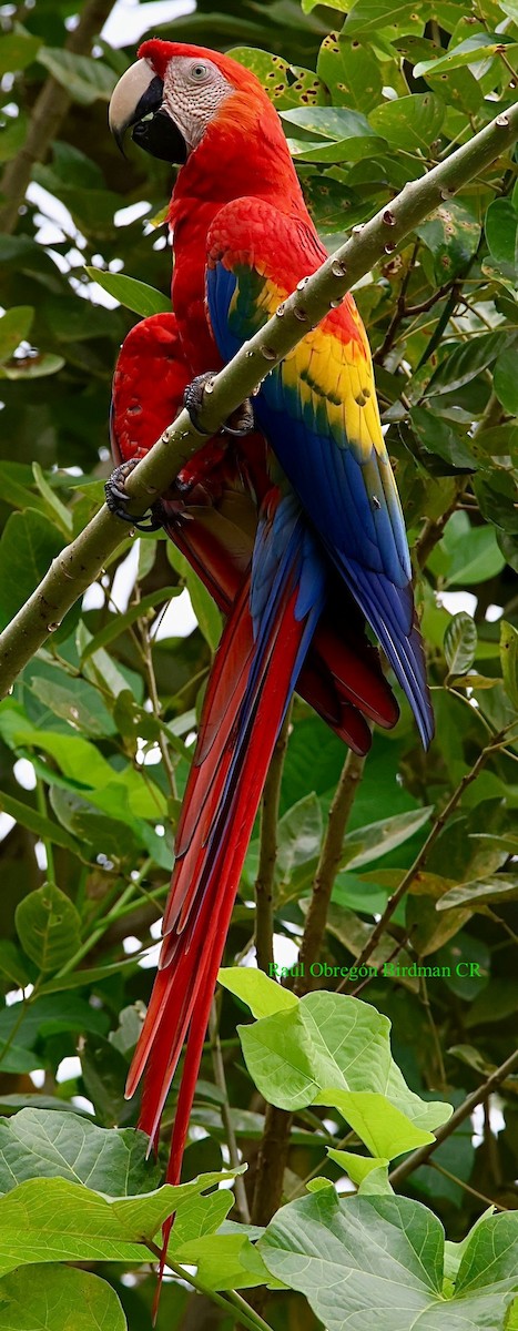 Scarlet Macaw - ML642720810