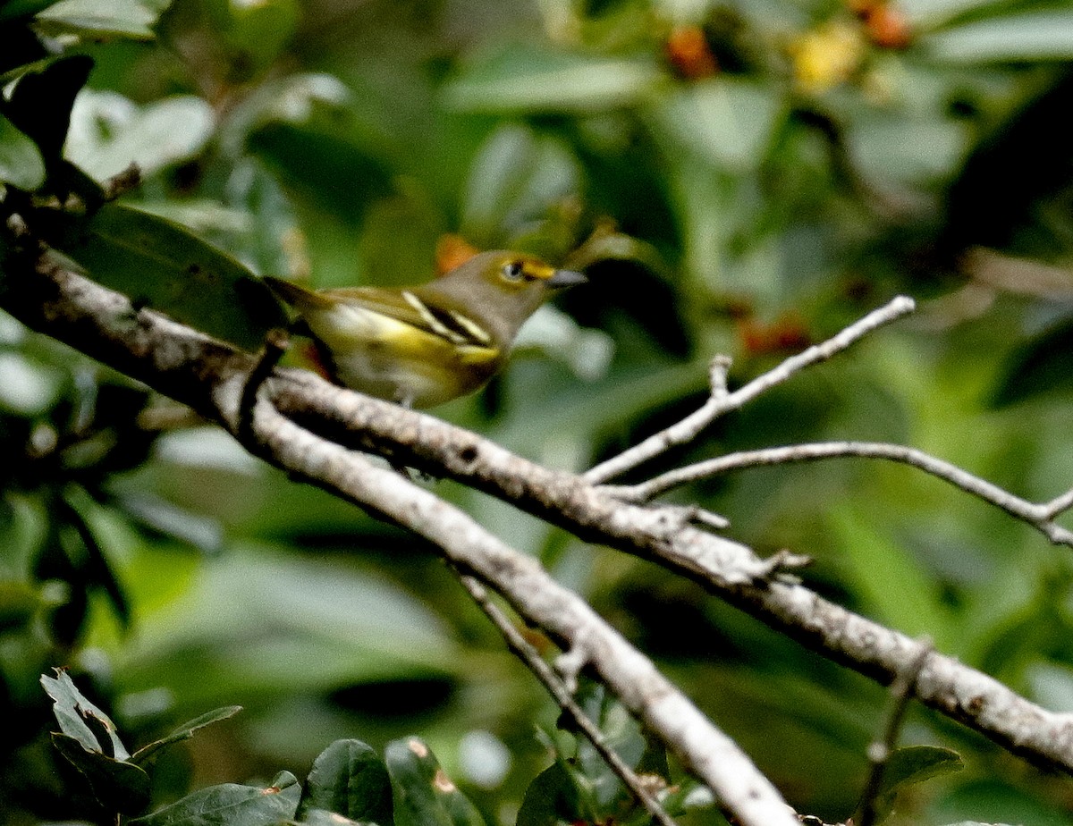 Weißaugenvireo - ML642720815