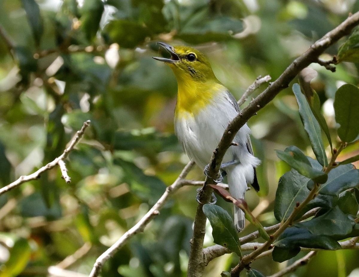 Gelbkehlvireo - ML642720832