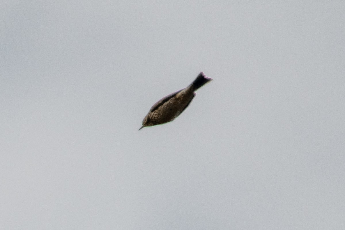 Spioncello del Pacifico - ML642720839