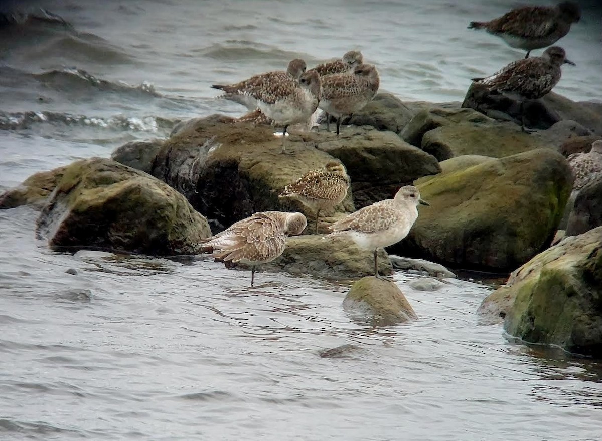 Pacific Golden-Plover - ML642720844