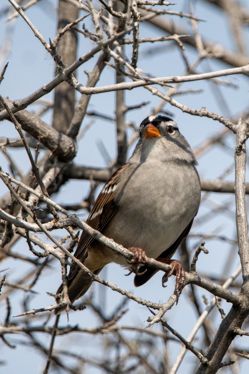 White-crowned Sparrow - ML642720855