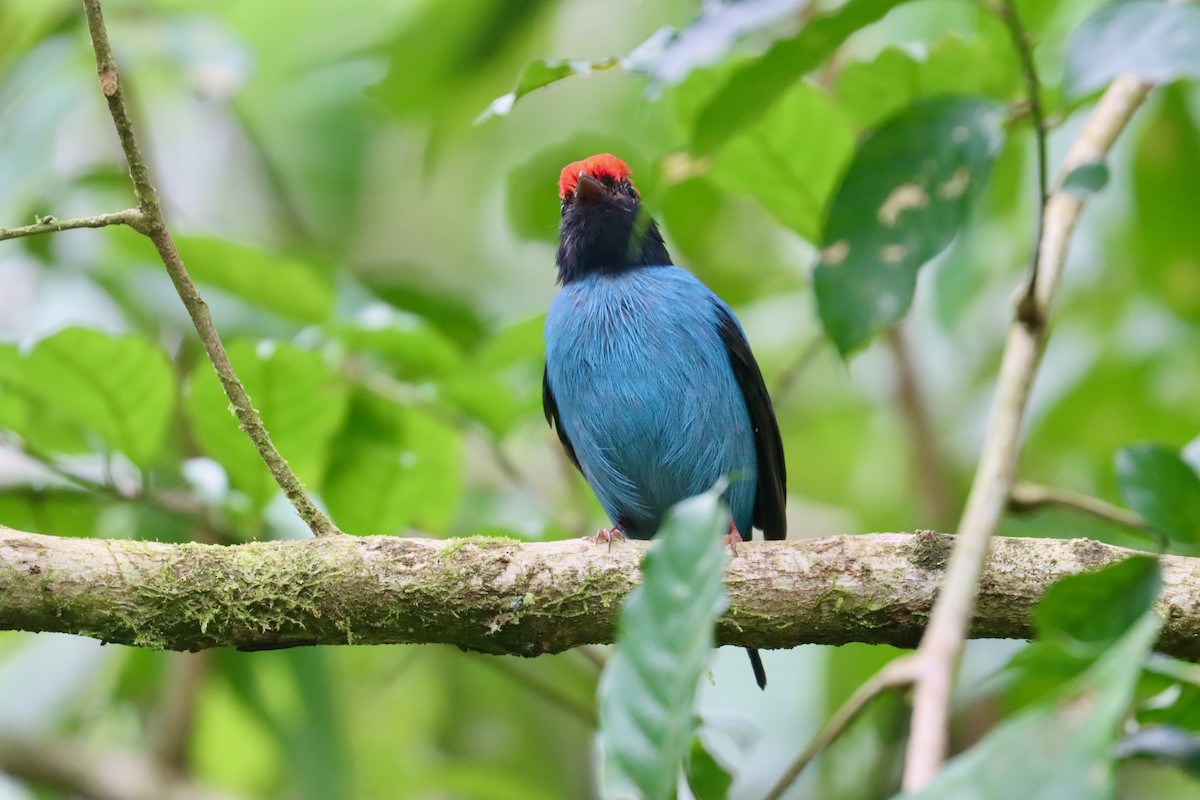 Swallow-tailed Manakin - ML642720857
