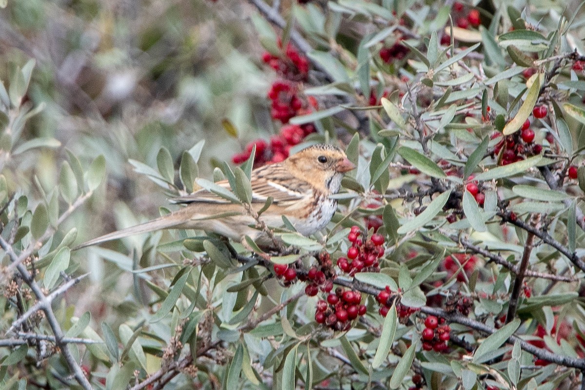 Harris's Sparrow - ML642720862