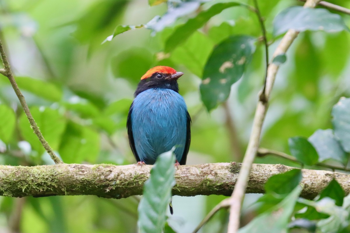 Swallow-tailed Manakin - ML642720875
