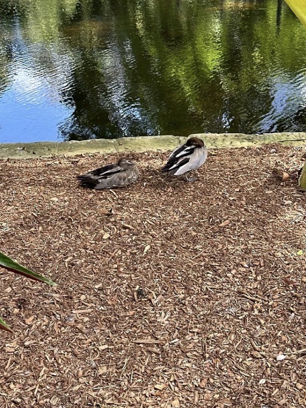 Maned Duck - ML642720919