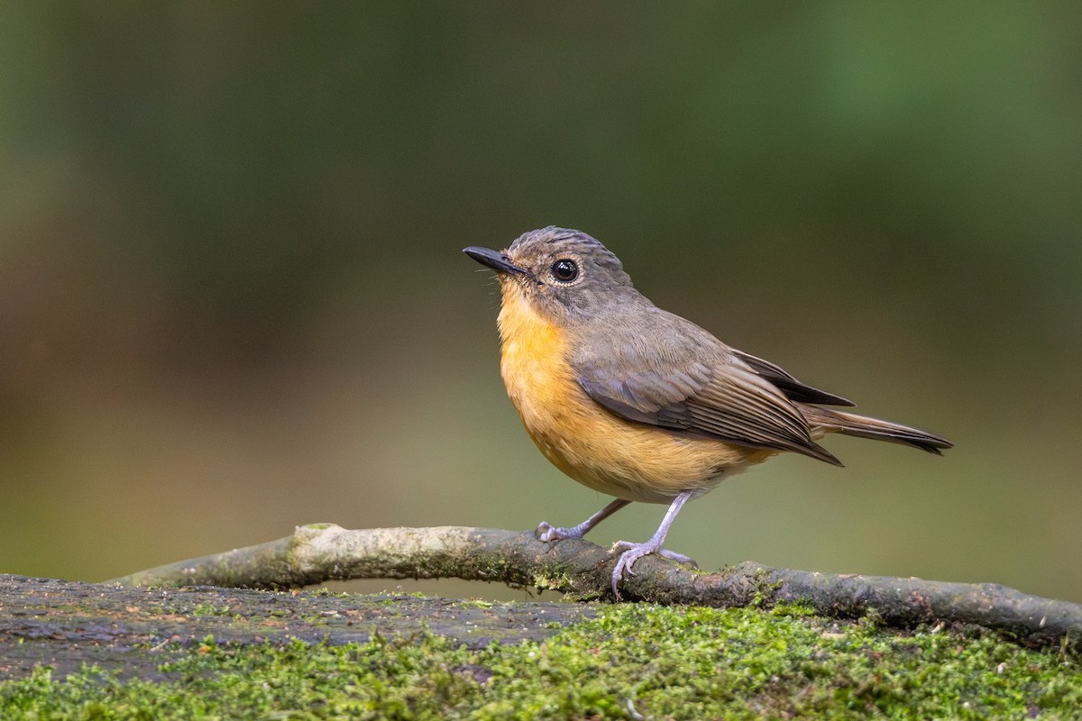 Dayak Blue Flycatcher - ML642721039