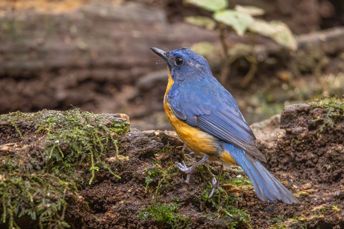 Dayak Blue Flycatcher - ML642721040