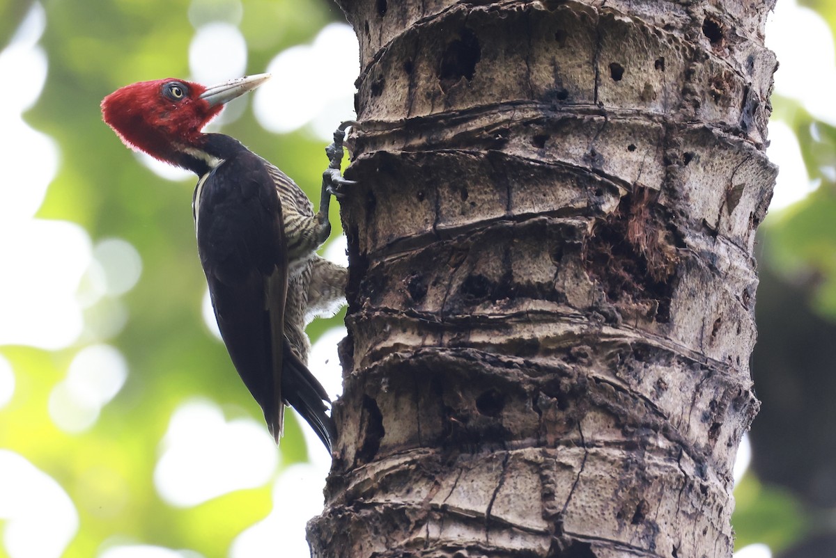 Pale-billed Woodpecker - ML642721050