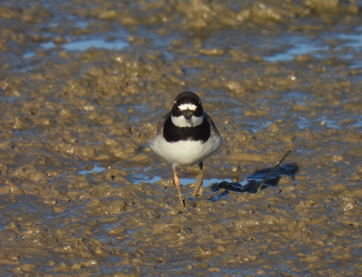 Sandregenpfeifer - ML642721053