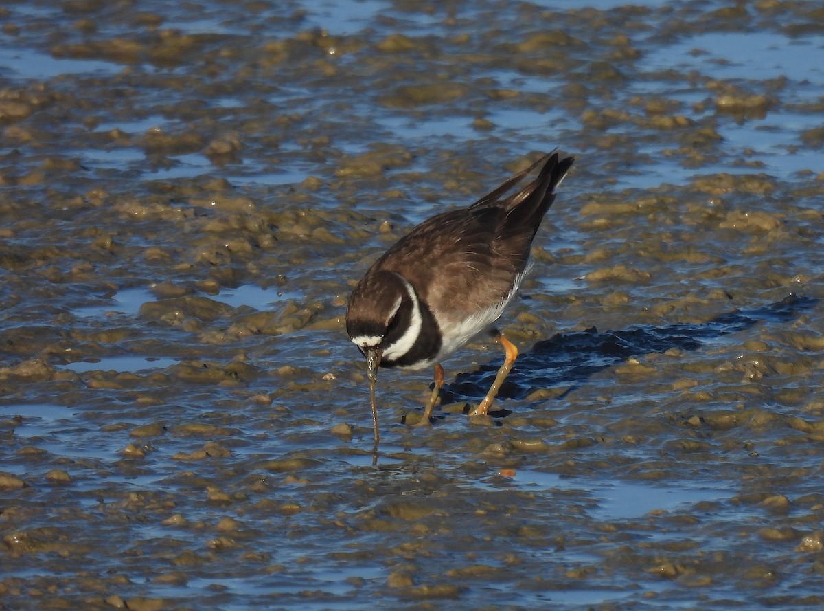 Sandregenpfeifer - ML642721054