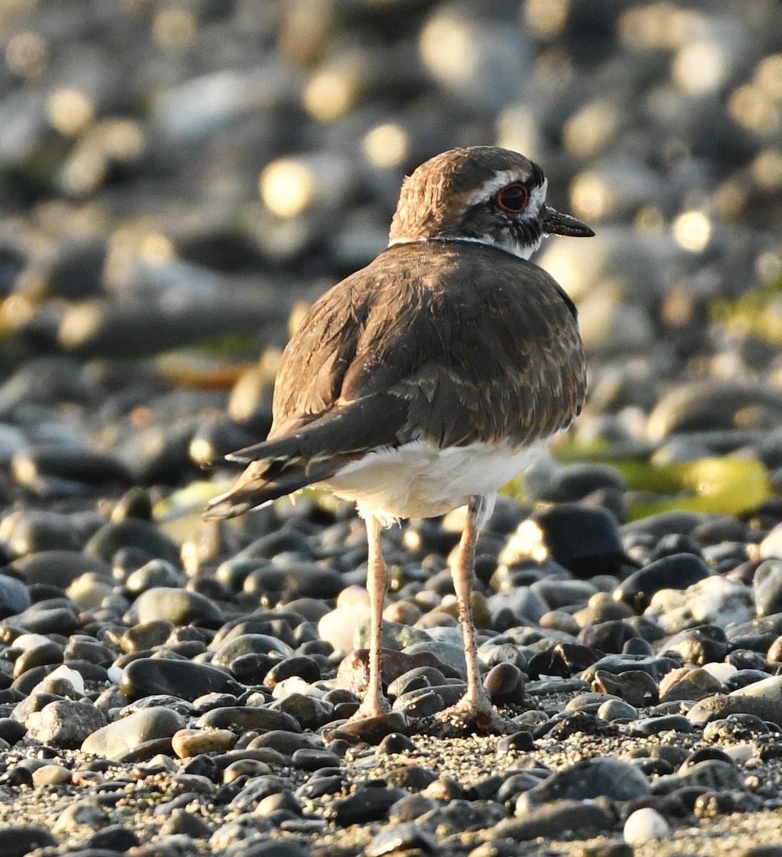 Killdeer - ML642721056