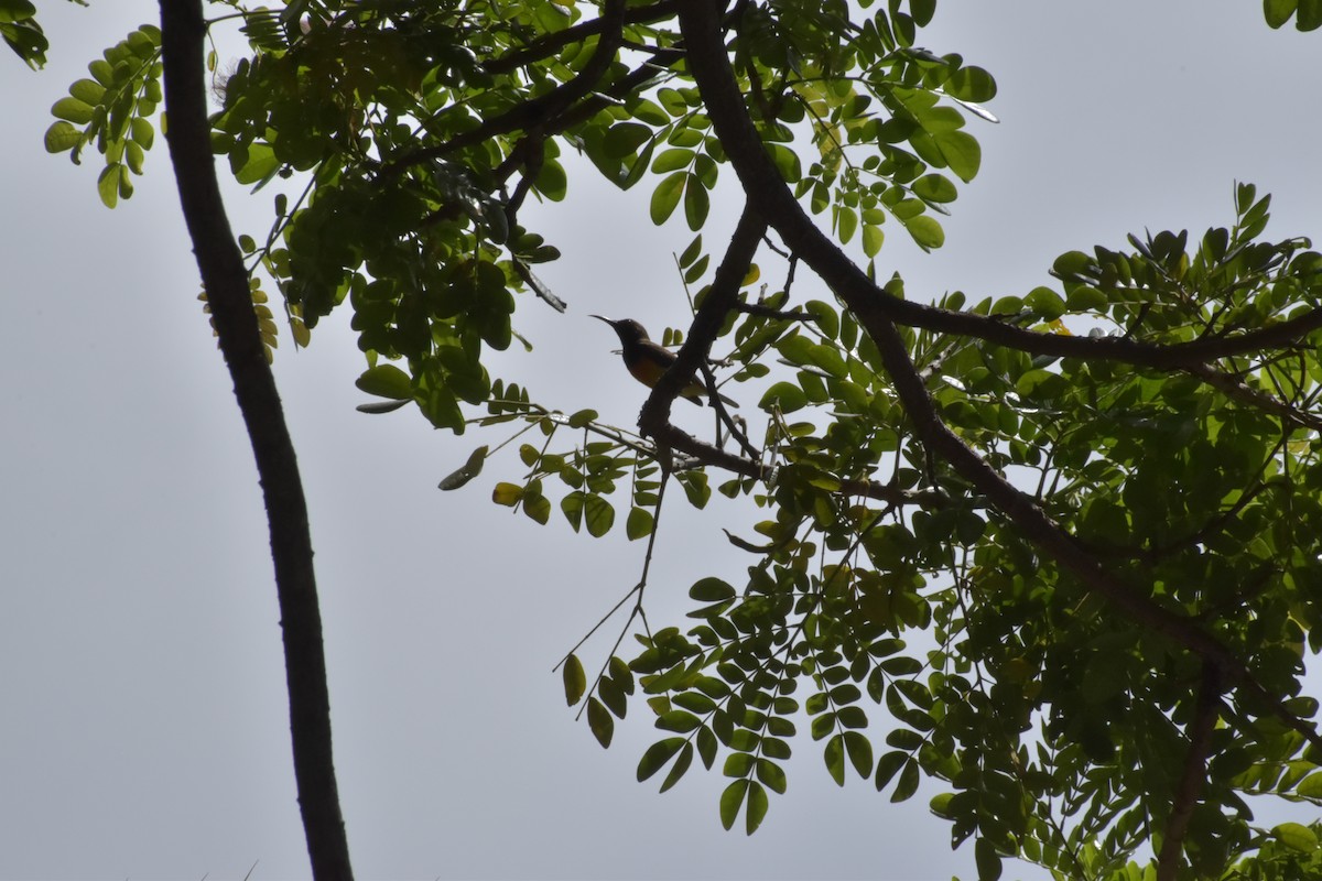 Palawan Sunbird - ML642721063