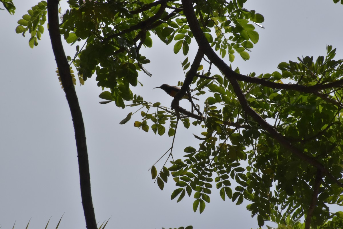 Palawan Sunbird - ML642721064